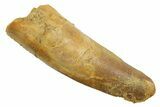 Fossil Spinosaurus Tooth - Feeding Worn Tip #349764-1